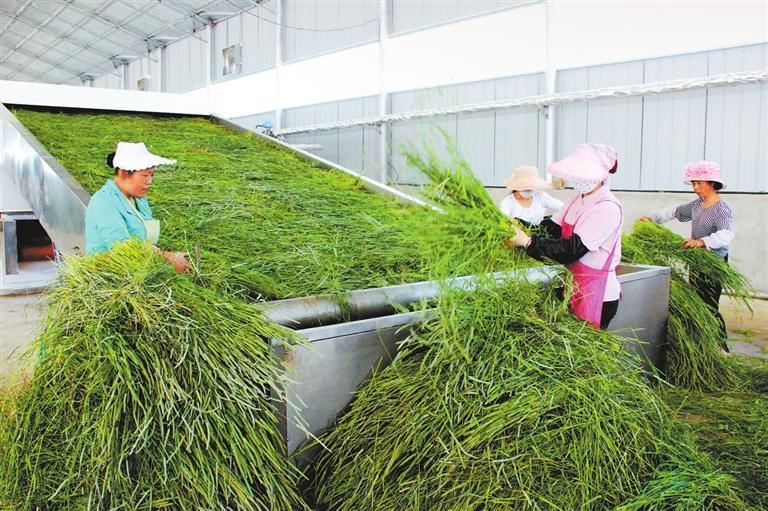 小小猫尾草长成大产业-新华网(图3)