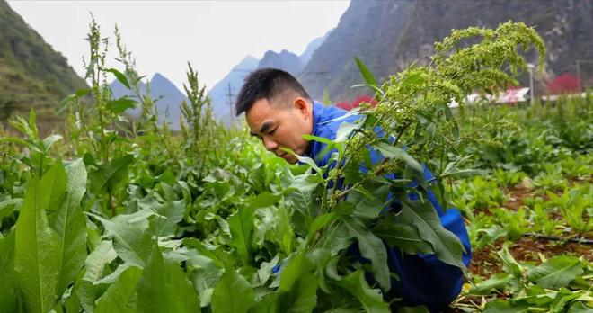 高蛋白质的神奇牧草亩产20吨寿命达25年！被称为“植物金矿”(图4)