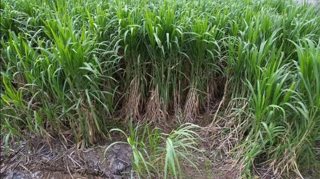 高蛋白质的神奇牧草亩产20吨寿命达25年！被称为“植物金矿”(图3)