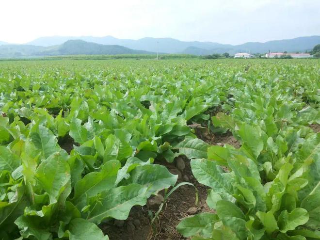 高蛋白质的神奇牧草亩产20吨寿命达25年！被称为“植物金矿”(图5)