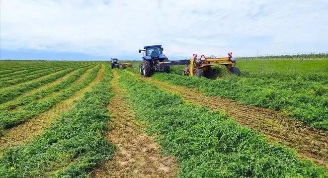 高蛋白质的神奇牧草亩产20吨寿命达25年！被称为“植物金矿”(图7)