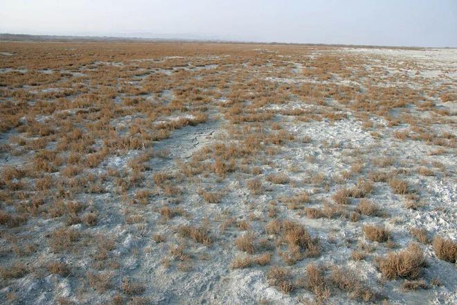 高蛋白质的神奇牧草亩产20吨寿命达25年！被称为“植物金矿”(图8)