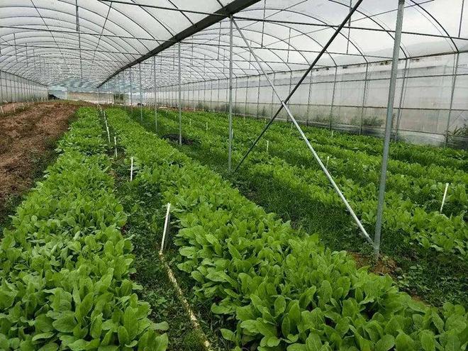 高蛋白质的神奇牧草亩产20吨寿命达25年！被称为“植物金矿”(图9)