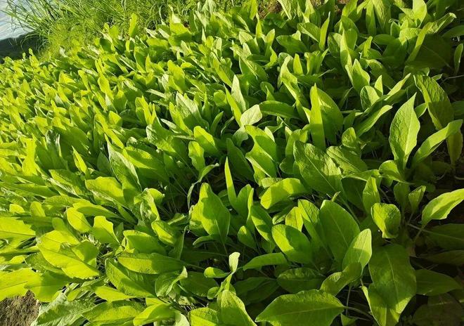 高蛋白质的神奇牧草亩产20吨寿命达25年！被称为“植物金矿”(图11)